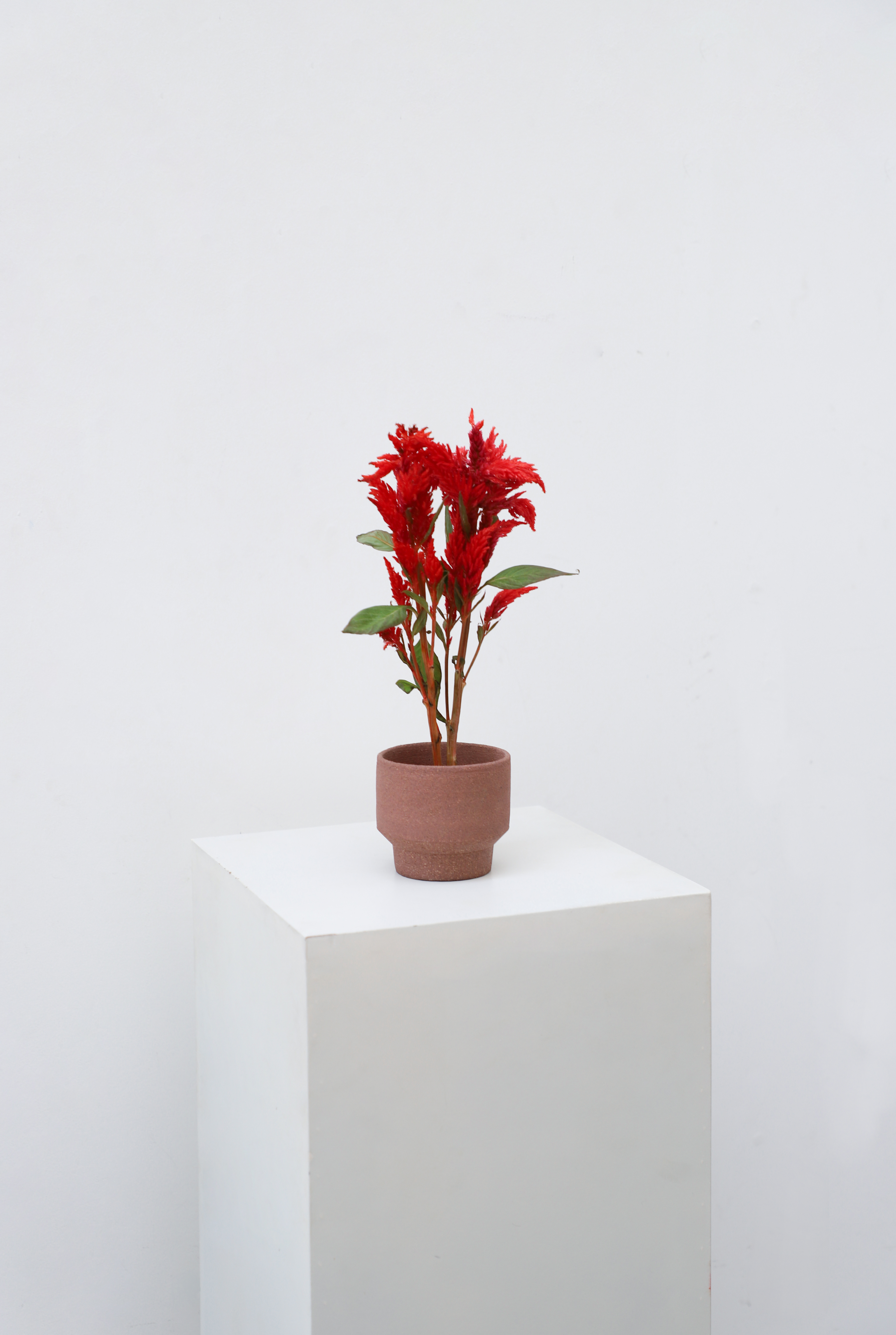 ceramics，Floral apparatus，Plant storage，