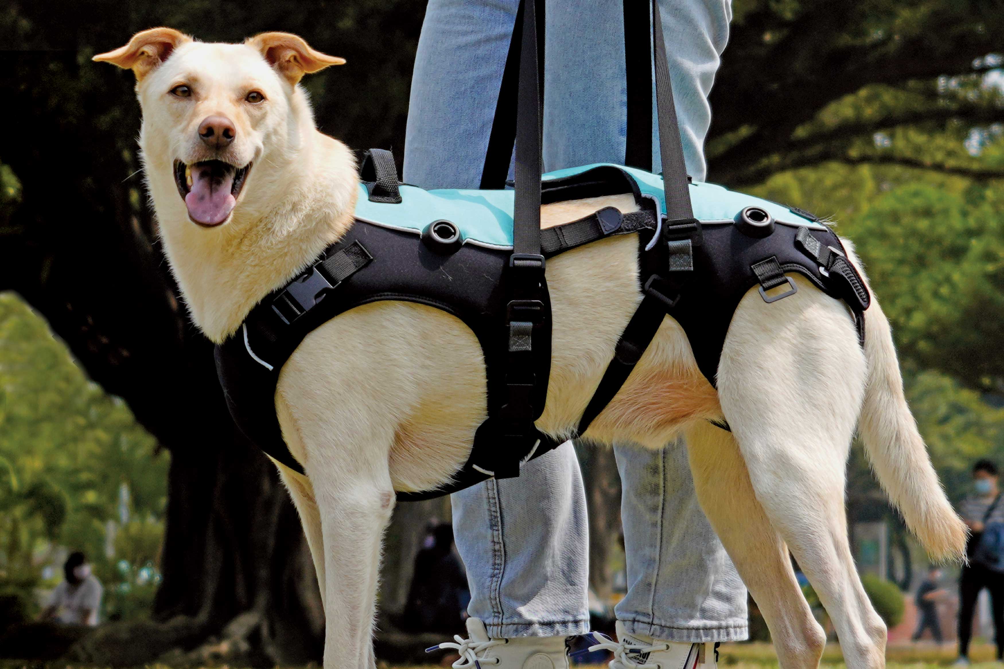 dog，Mobile assistance，modularization，Joint problems，2021 red dot design concept award，