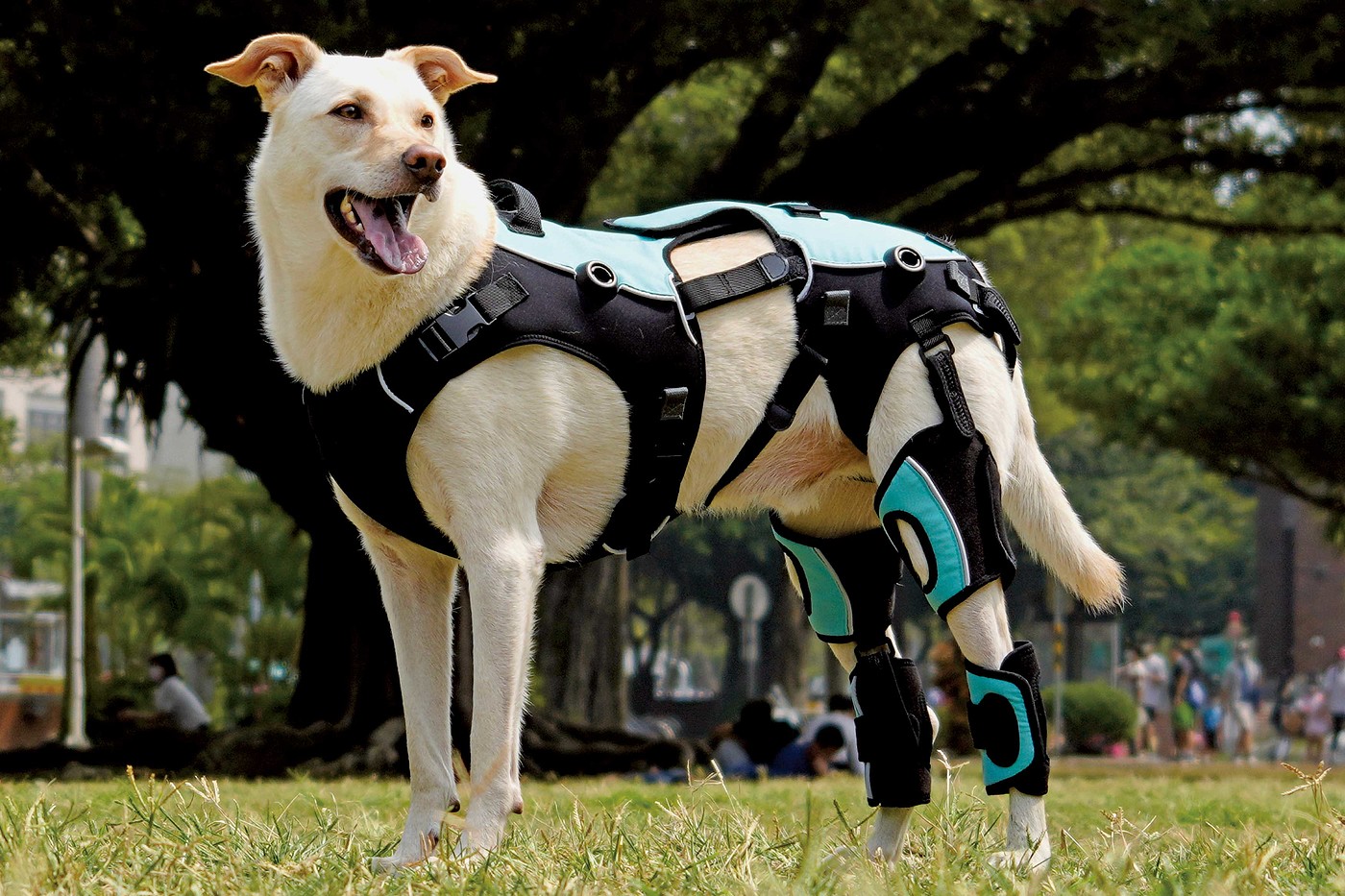 dog，Mobile assistance，modularization，Joint problems，2021 red dot design concept award，