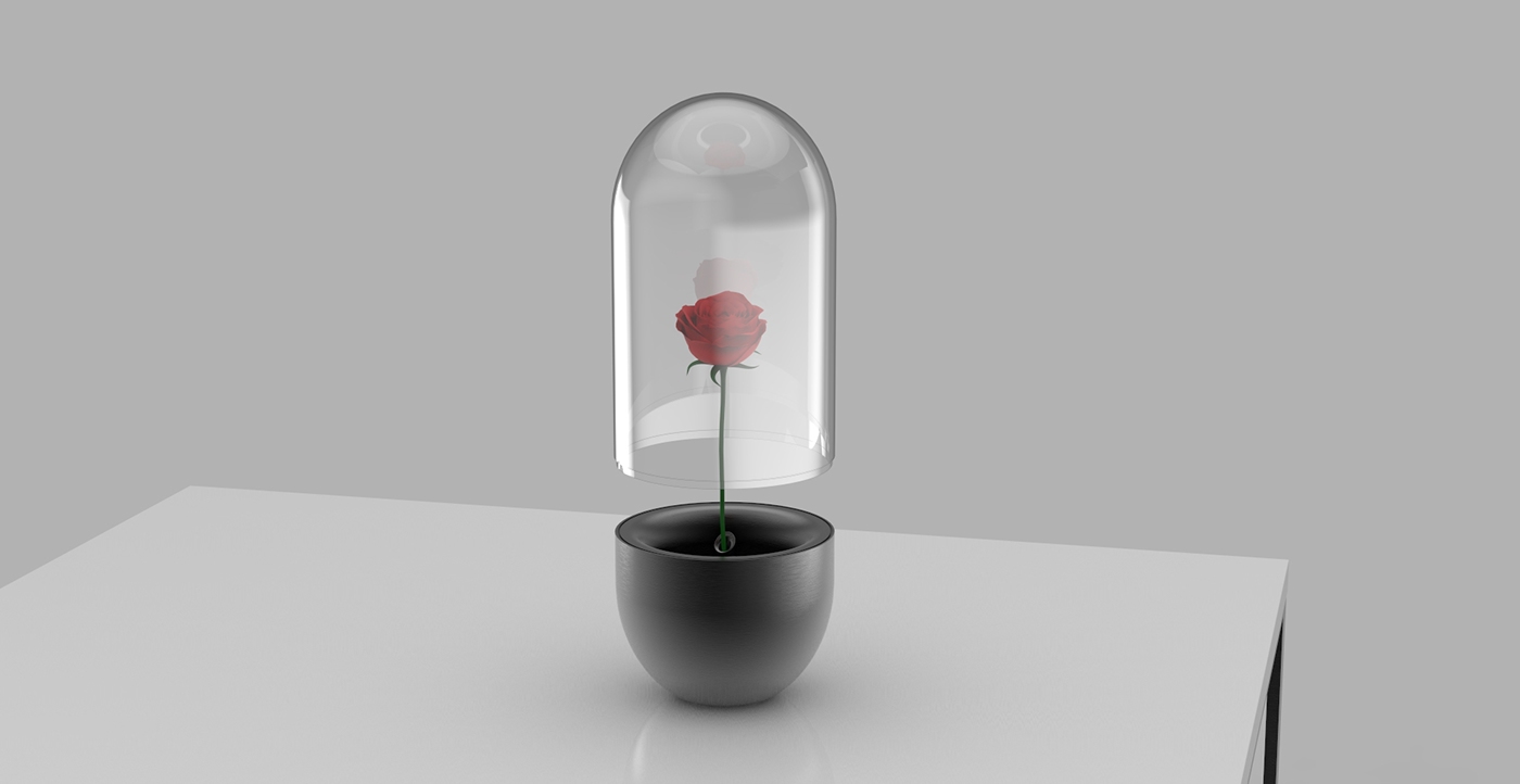 rose，flower，vase，container，protect，