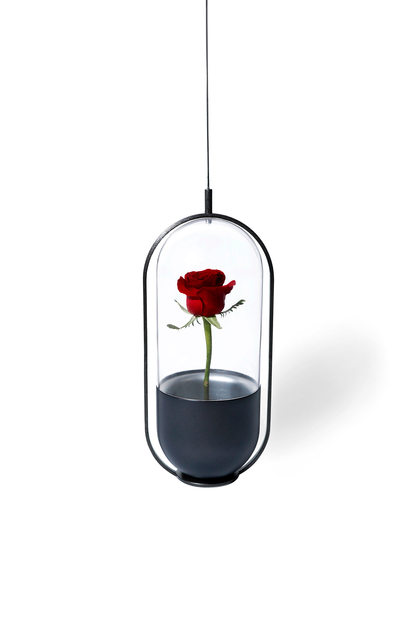 rose，flower，vase，container，protect，
