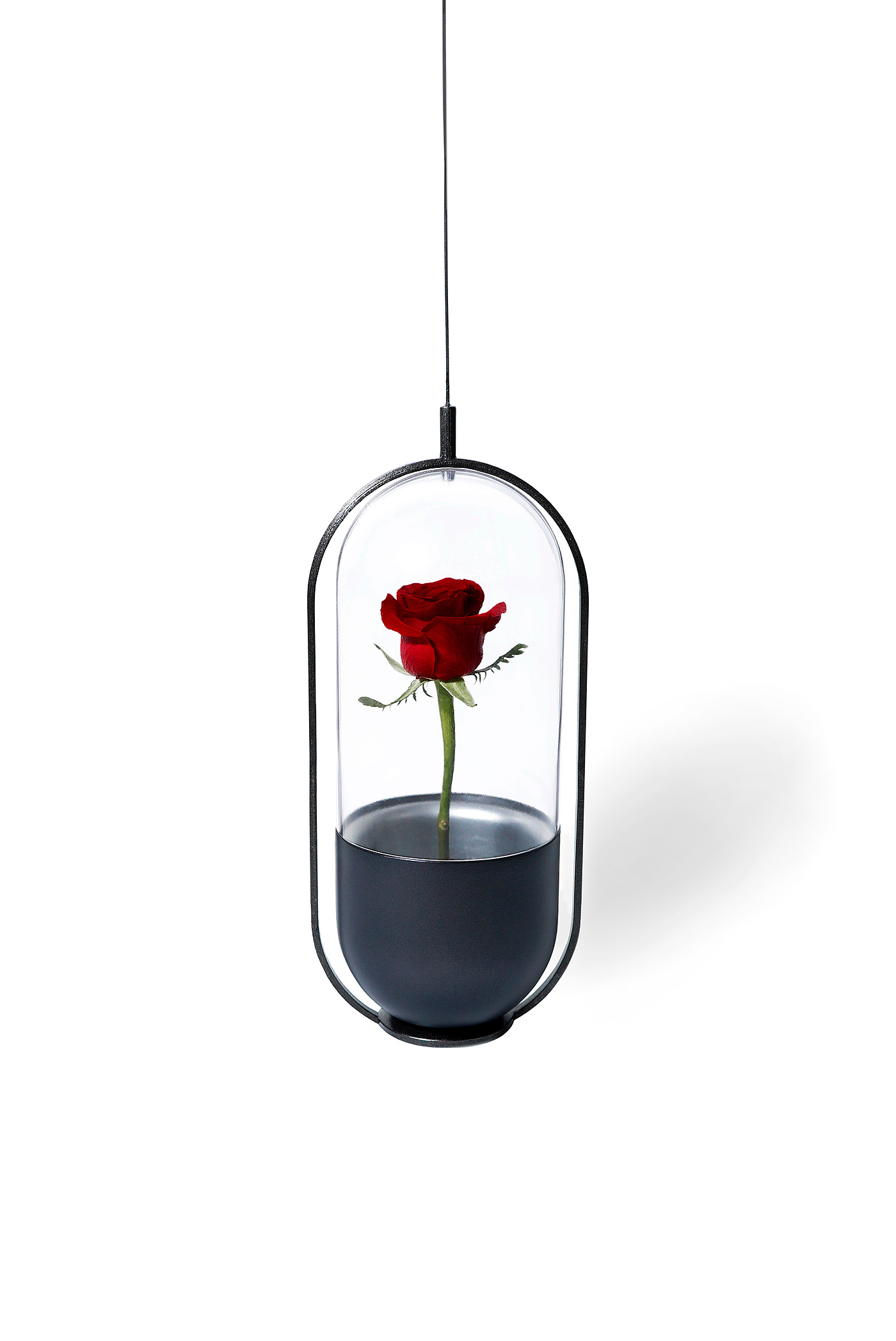 玫瑰，花，花瓶，容器，保护，