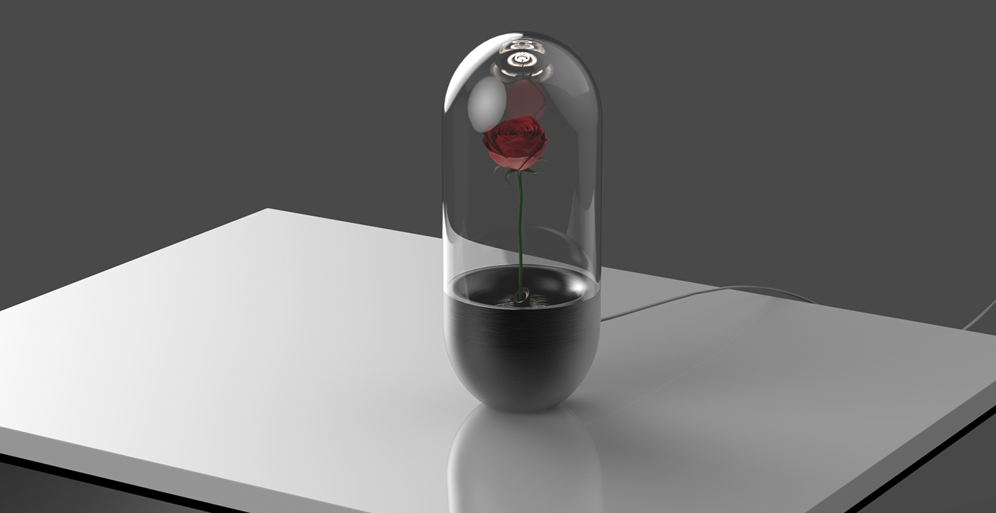 rose，flower，vase，container，protect，