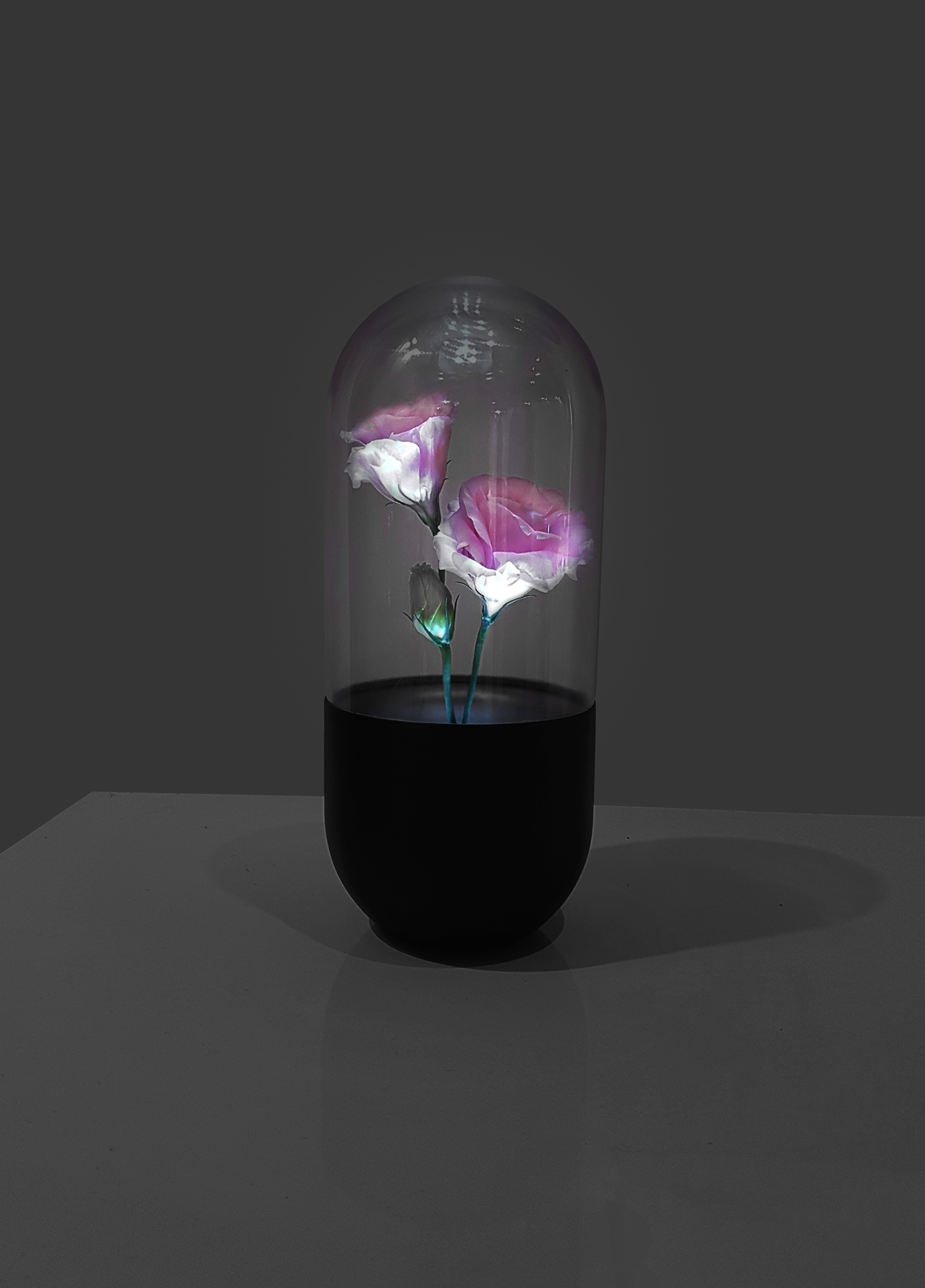 rose，flower，vase，container，protect，