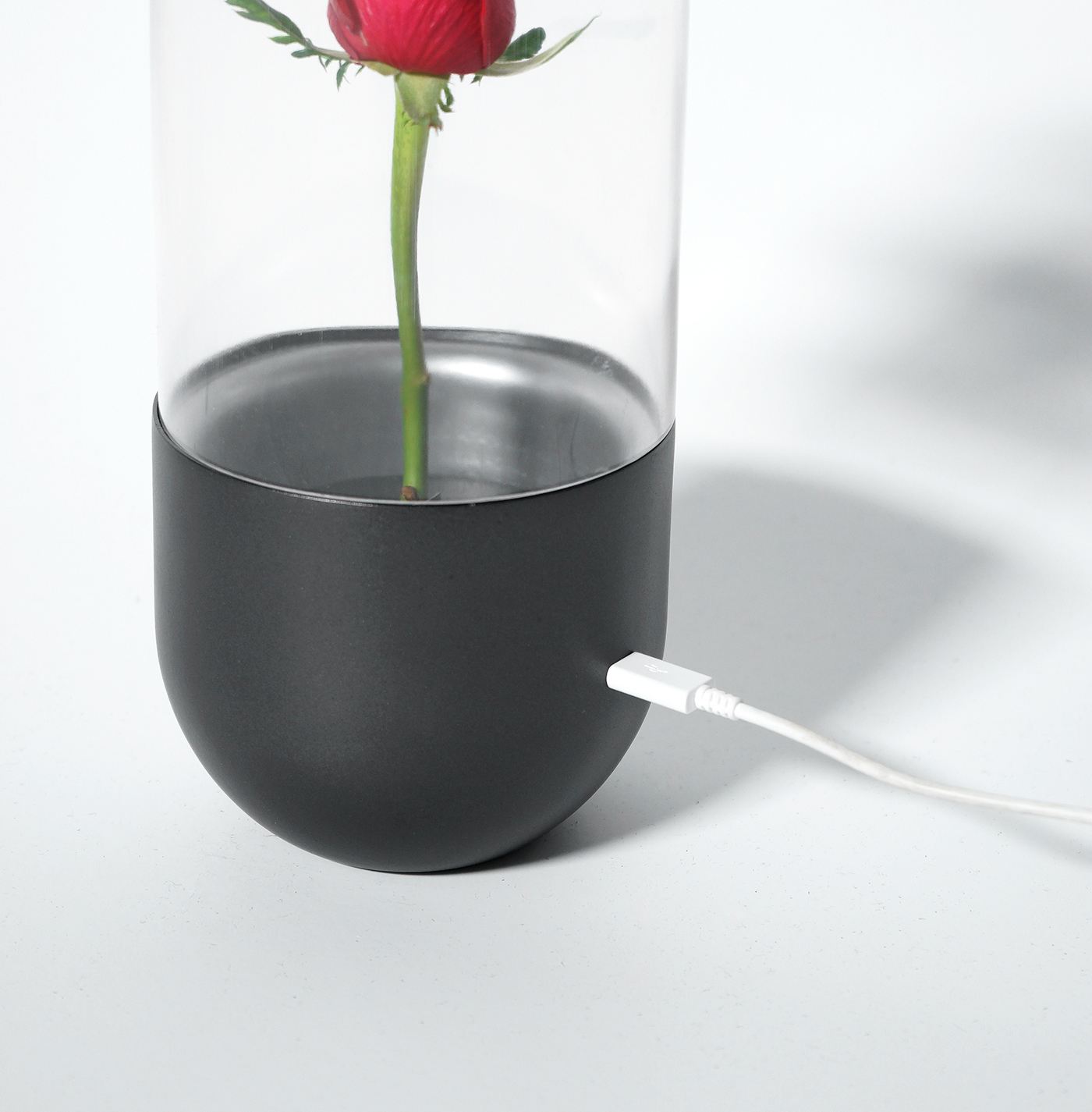 rose，flower，vase，container，protect，