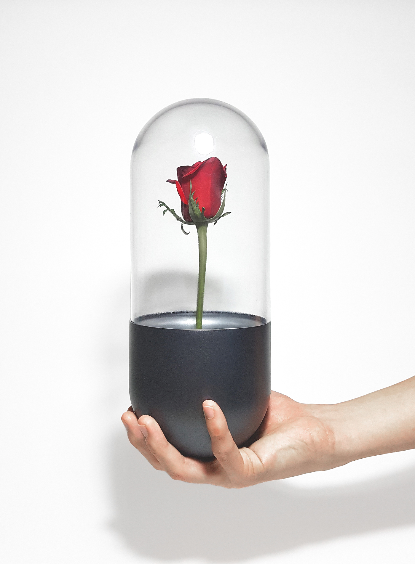 rose，flower，vase，container，protect，
