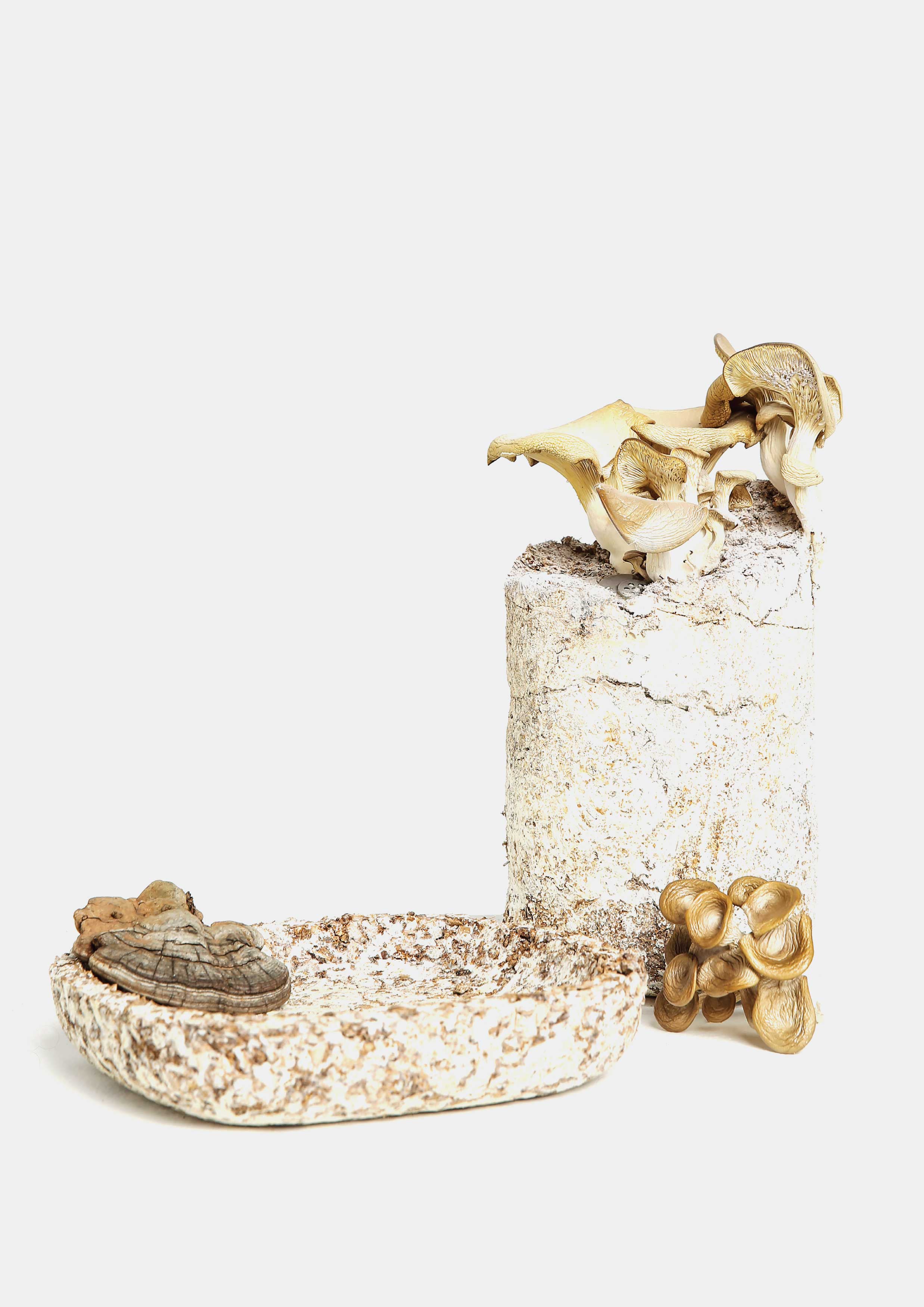 New material，Mimic mycelium，chair，2021 red dot design concept award，