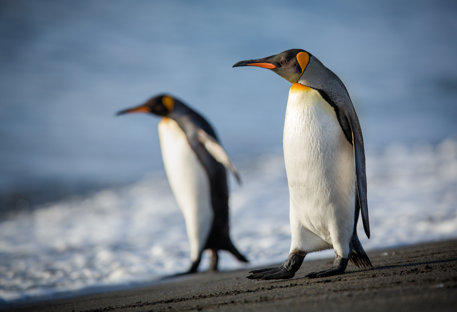 bionics，penguin，logistics，carry，unmanned，machine，