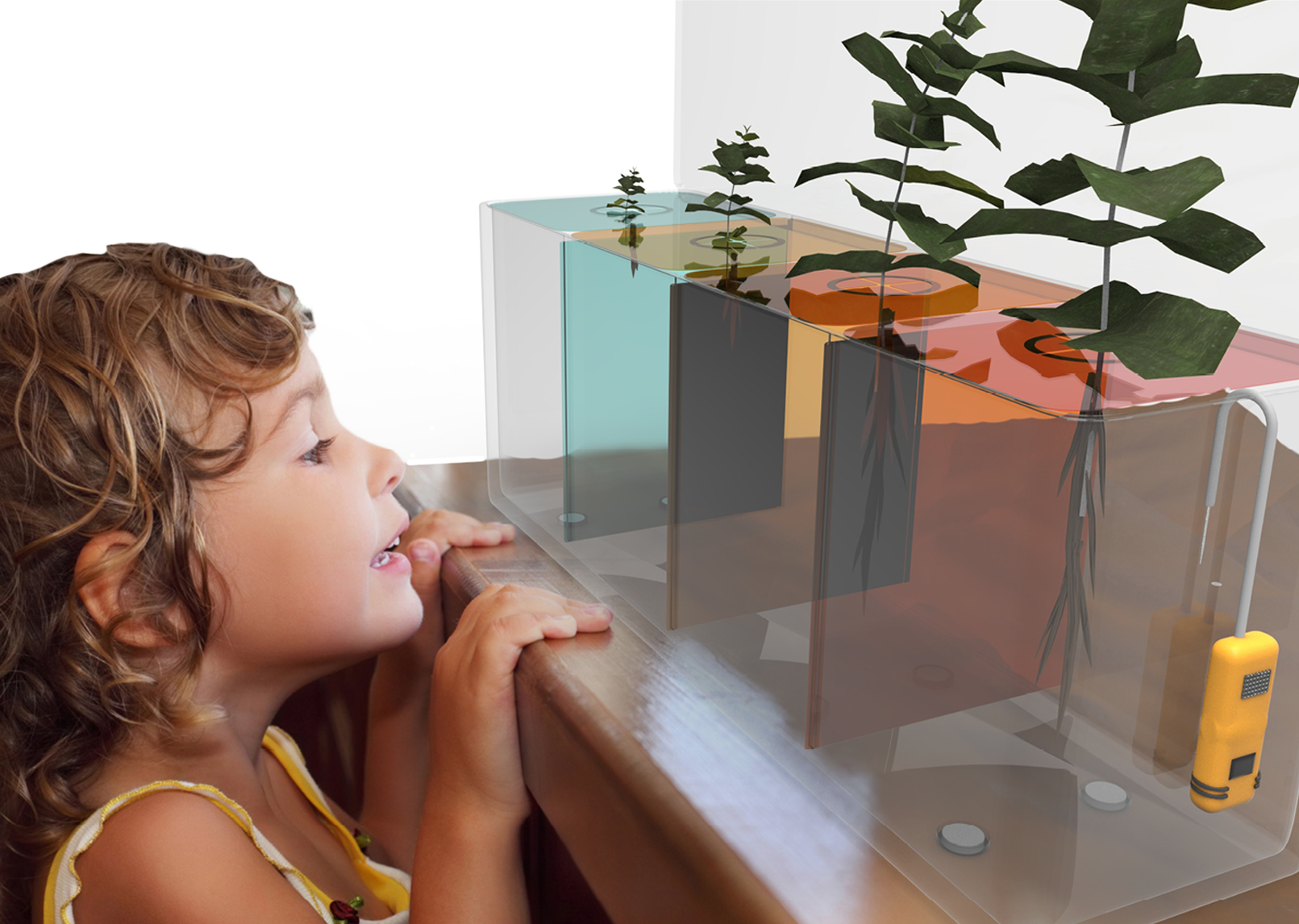 children，Botany，