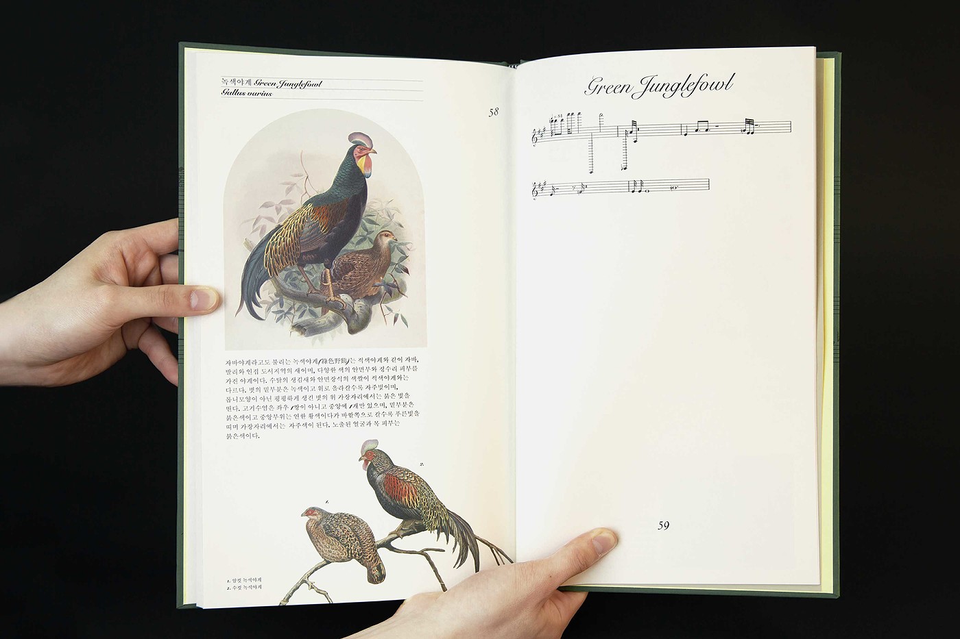 音乐书，Song of Bird，乐谱，2021红点设计概念大奖，
