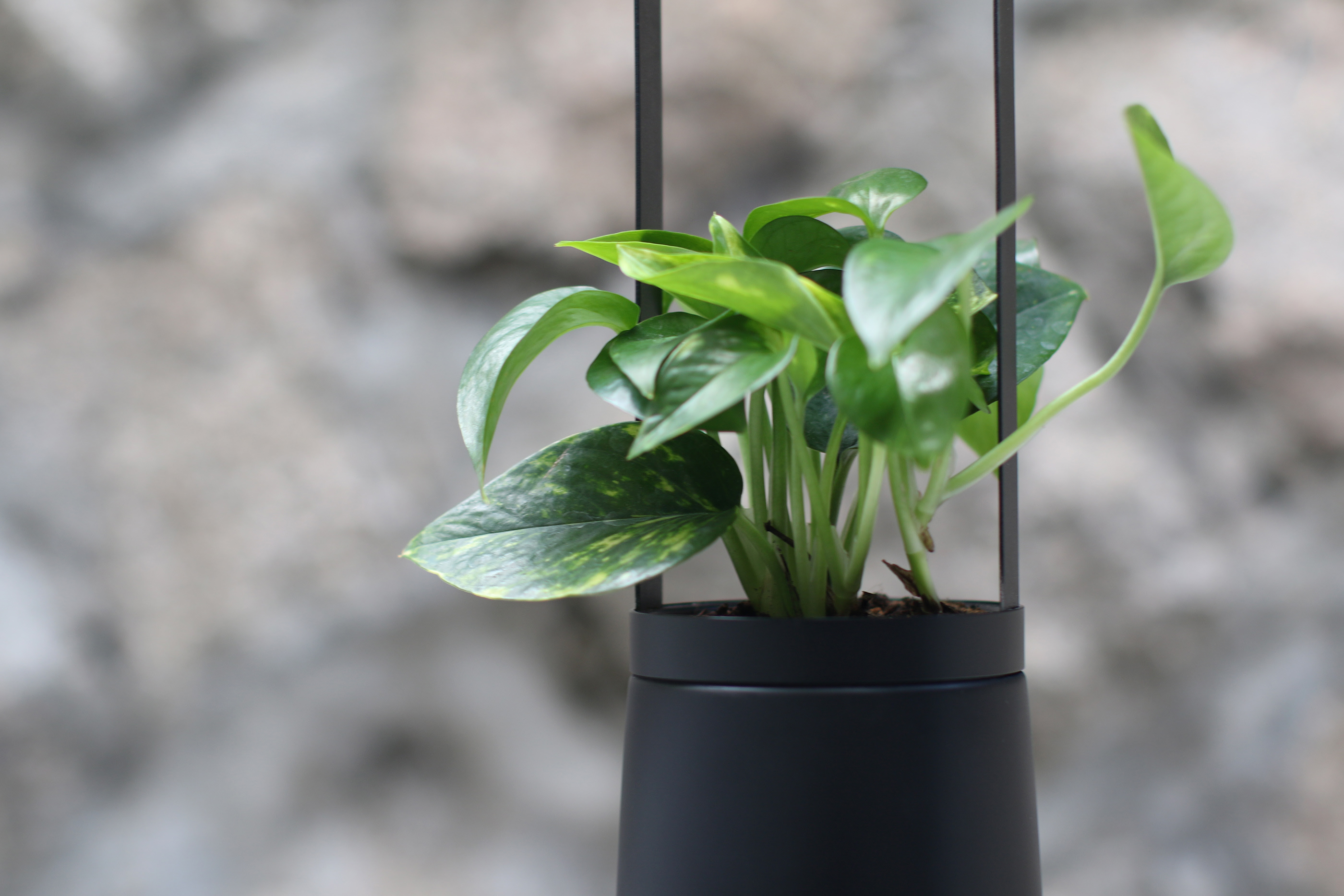 Flower basket，Implant，Bloom Engine Spot，Botany，