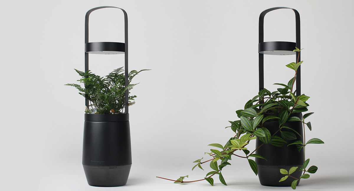 Flower basket，Implant，Bloom Engine Spot，Botany，