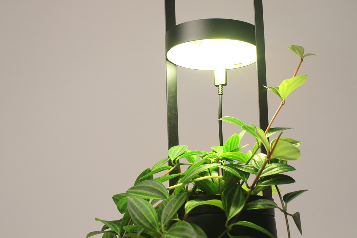 Flower basket，Implant，Bloom Engine Spot，Botany，