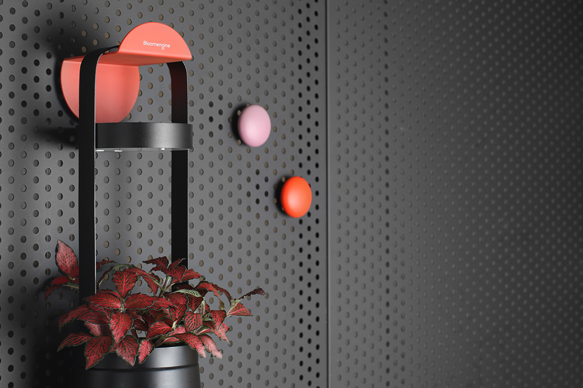 Flower basket，Implant，Bloom Engine Spot，Botany，