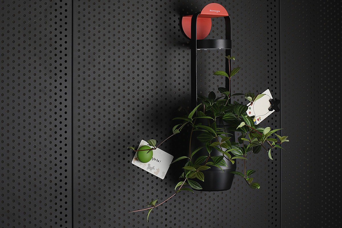 Flower basket，Implant，Bloom Engine Spot，Botany，