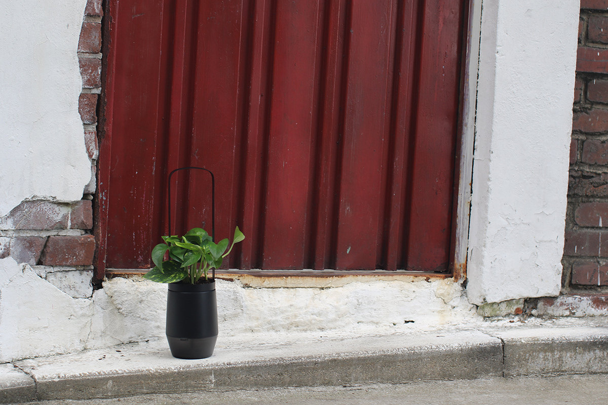 Flower basket，Implant，Bloom Engine Spot，Botany，