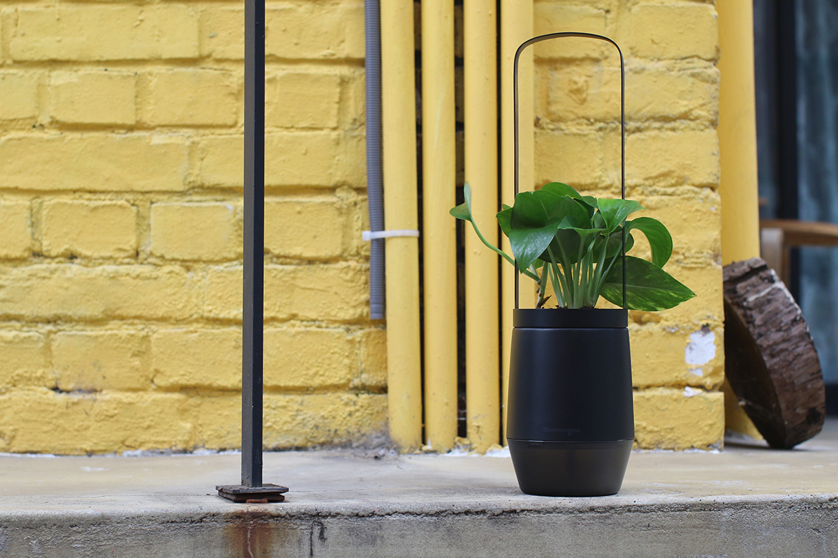 Flower basket，Implant，Bloom Engine Spot，Botany，