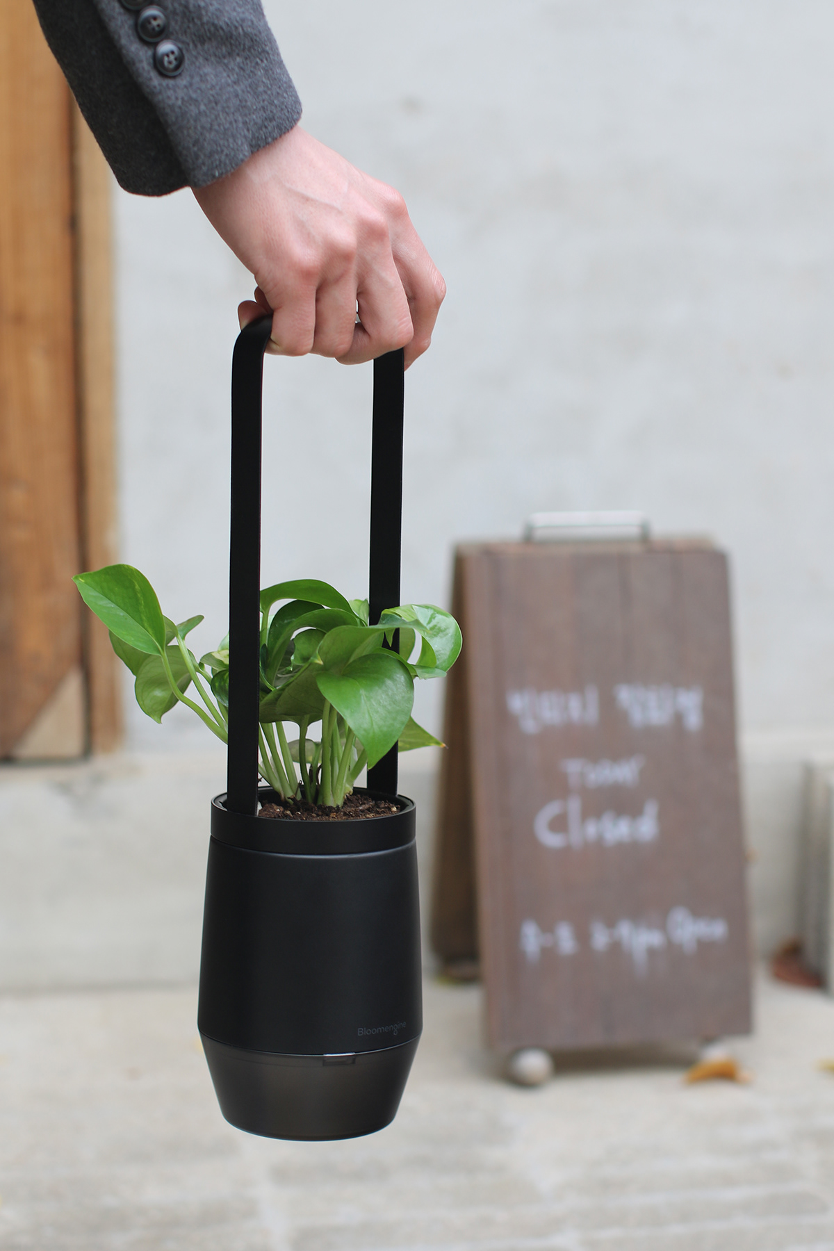 Flower basket，Implant，Bloom Engine Spot，Botany，