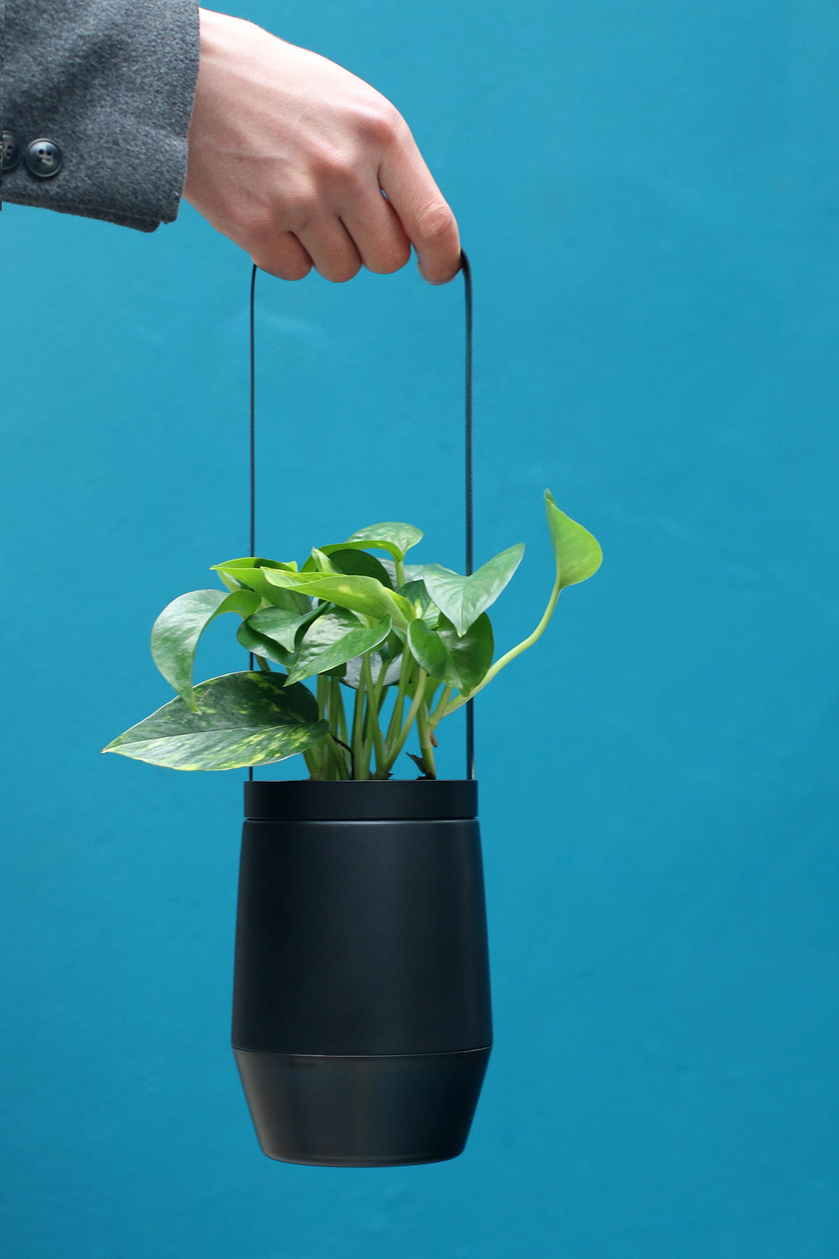 Flower basket，Implant，Bloom Engine Spot，Botany，