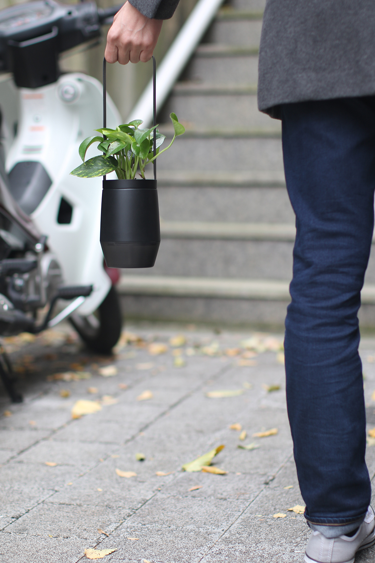 Flower basket，Implant，Bloom Engine Spot，Botany，