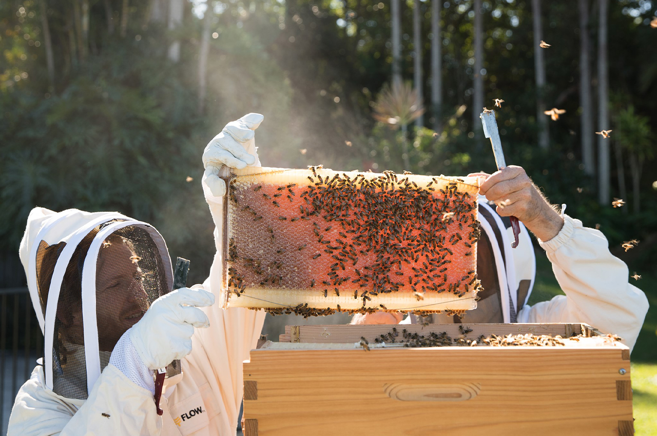 hive，Flow Hive，originality，Novel beehive，