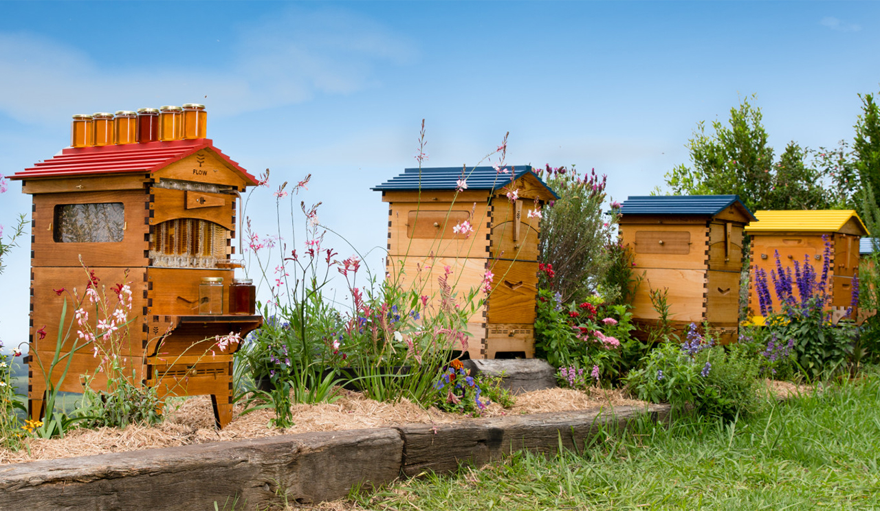 hive，Flow Hive，originality，Novel beehive，