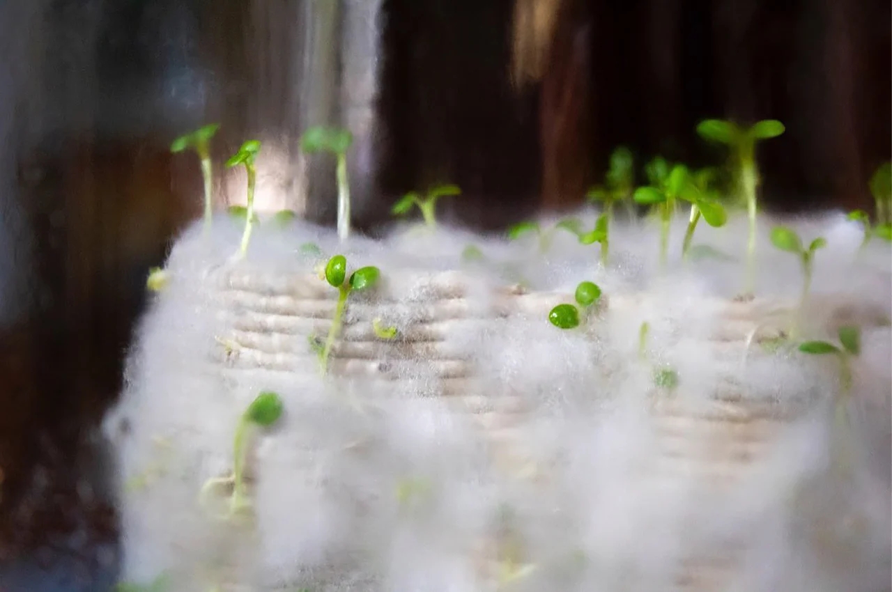 Mycelium，Urban coral reef，3D printing，Natural materials，