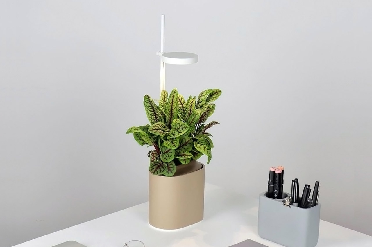 Indoor gardening，gardening，Plant container，Flowerpot，