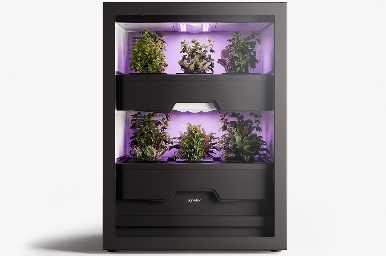 Indoor gardening，gardening，Plant container，Flowerpot，