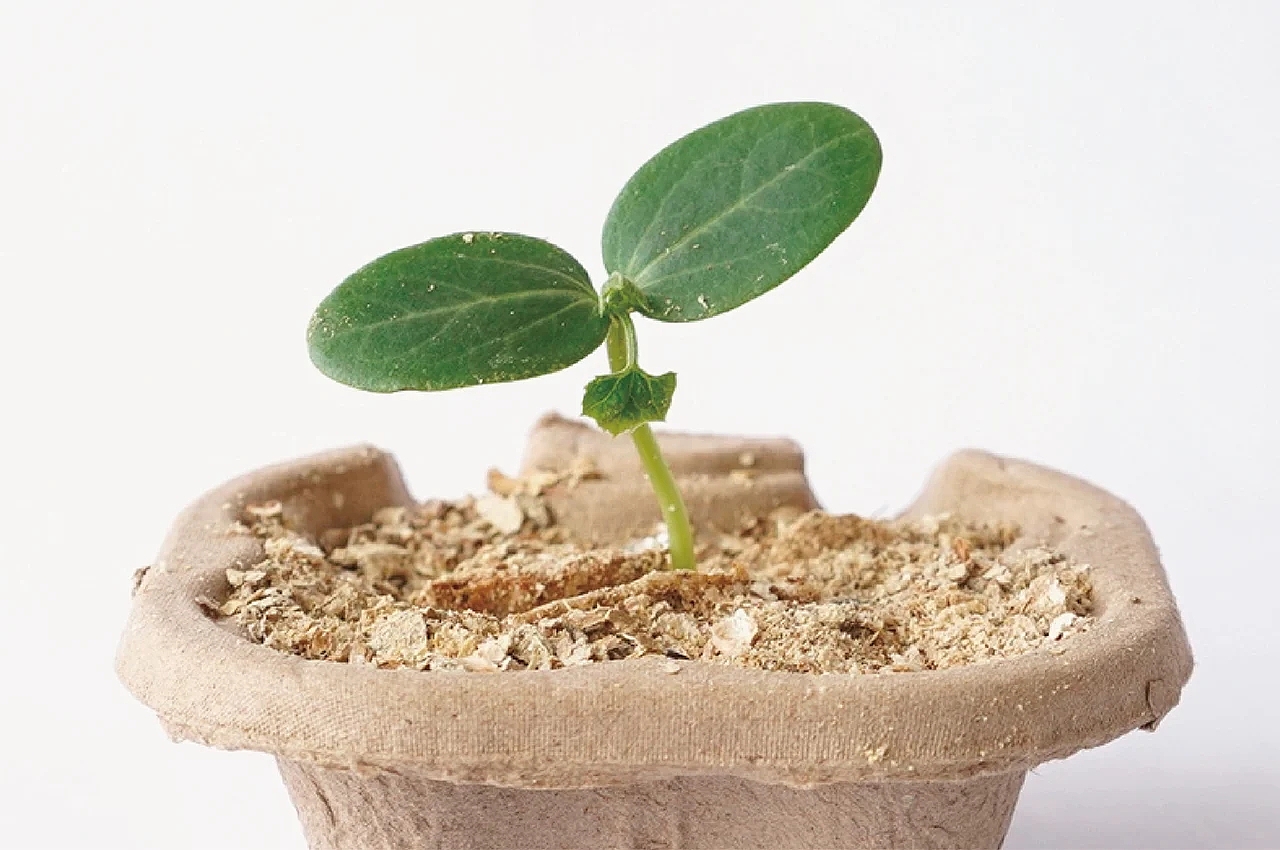 Peanut shell，compostable ，Spoon，Environmental protection materials，Sustainable design，