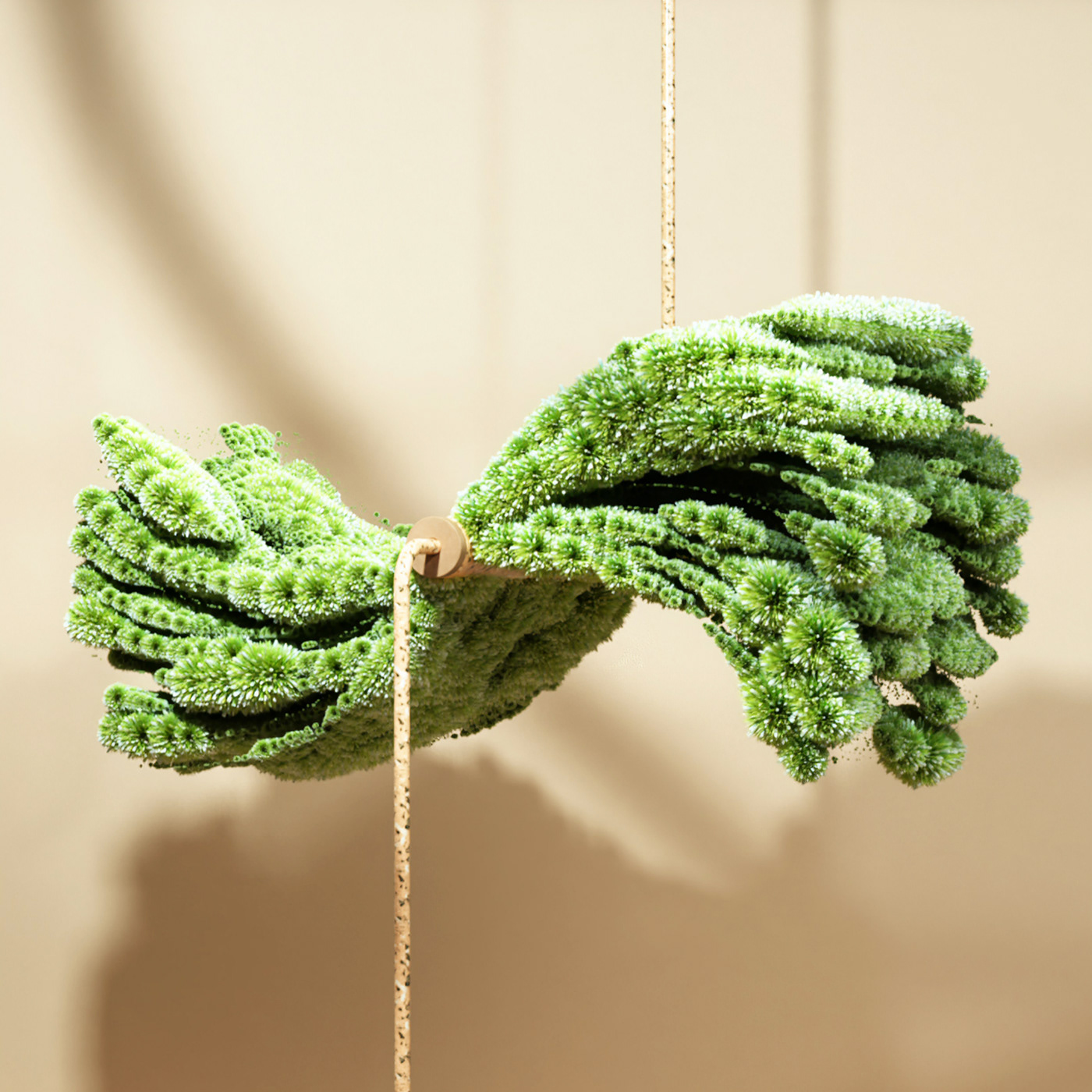 Botany，green，Potted plants，