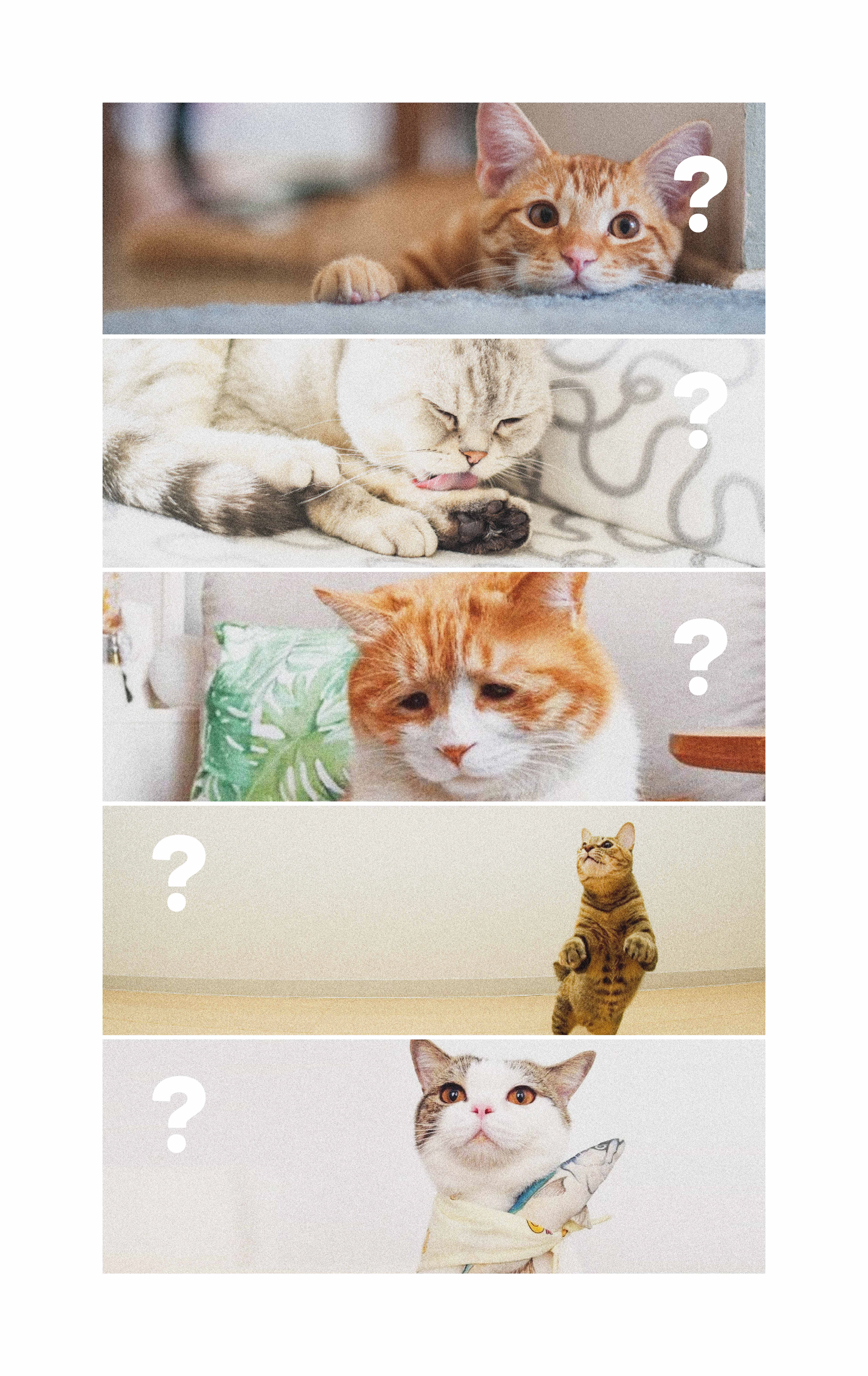 Pet Supplies & Pet，Cat toys，Light luxury，Electric toys，