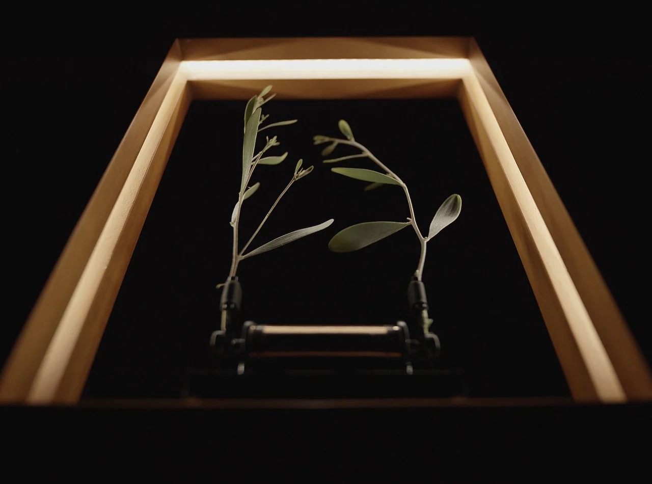 Slow Dance，natural beauty，product design，Optical illusion，