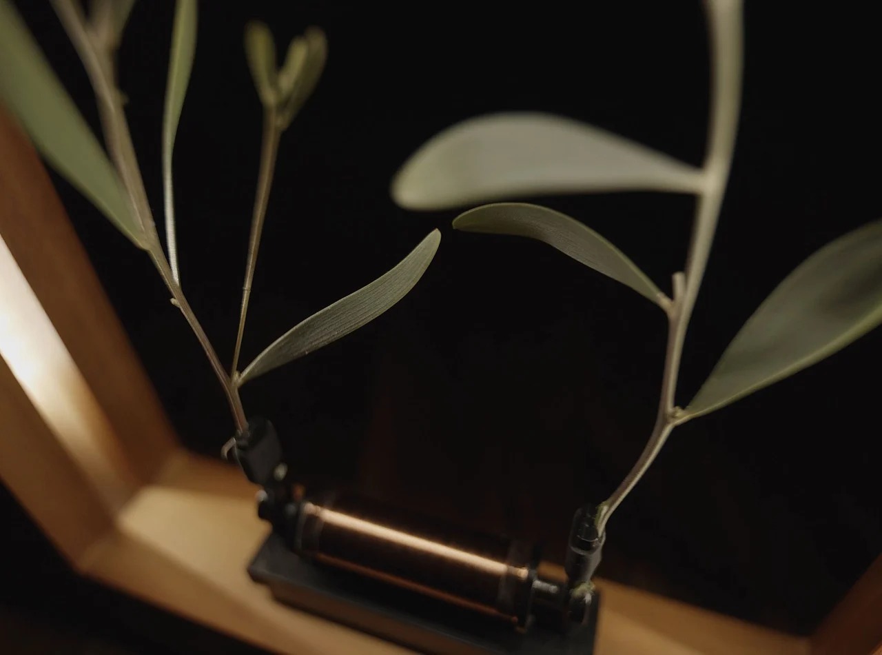 Slow Dance，natural beauty，product design，Optical illusion，