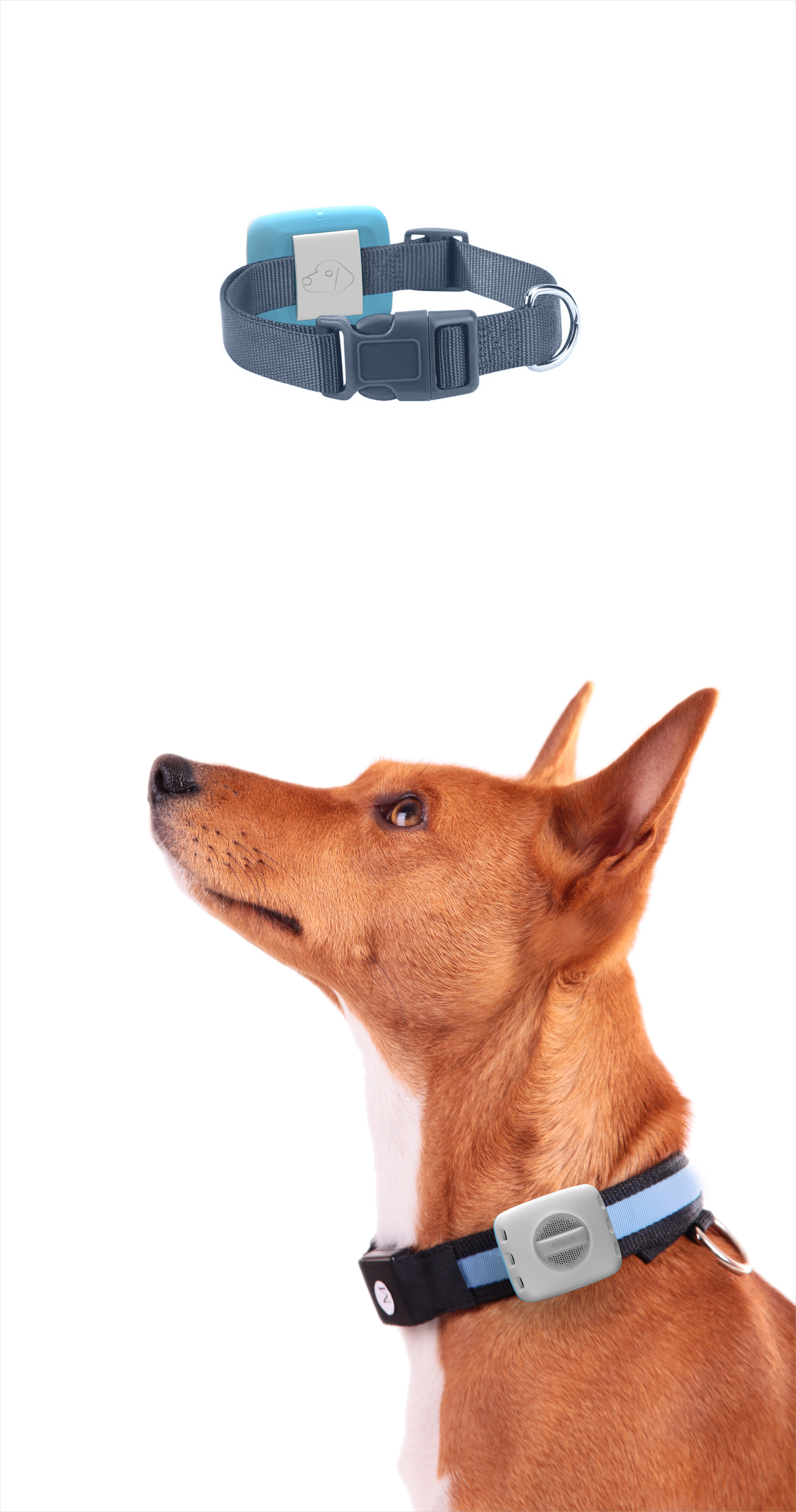 pet dog，depression，Argos，Aromatherapy，Medical assistance，treatment，