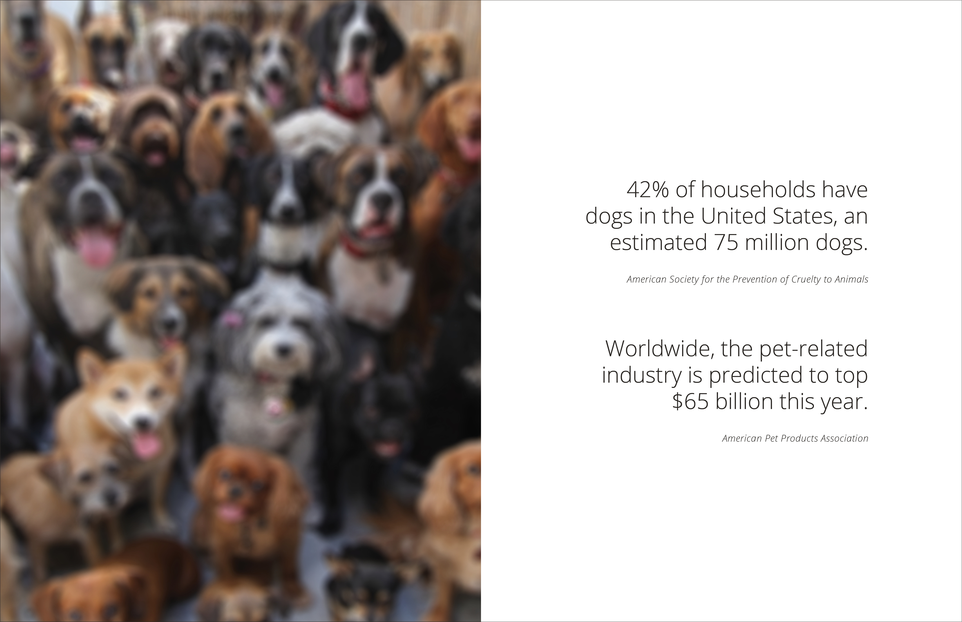 pet dog，depression，Argos，Aromatherapy，Medical assistance，treatment，