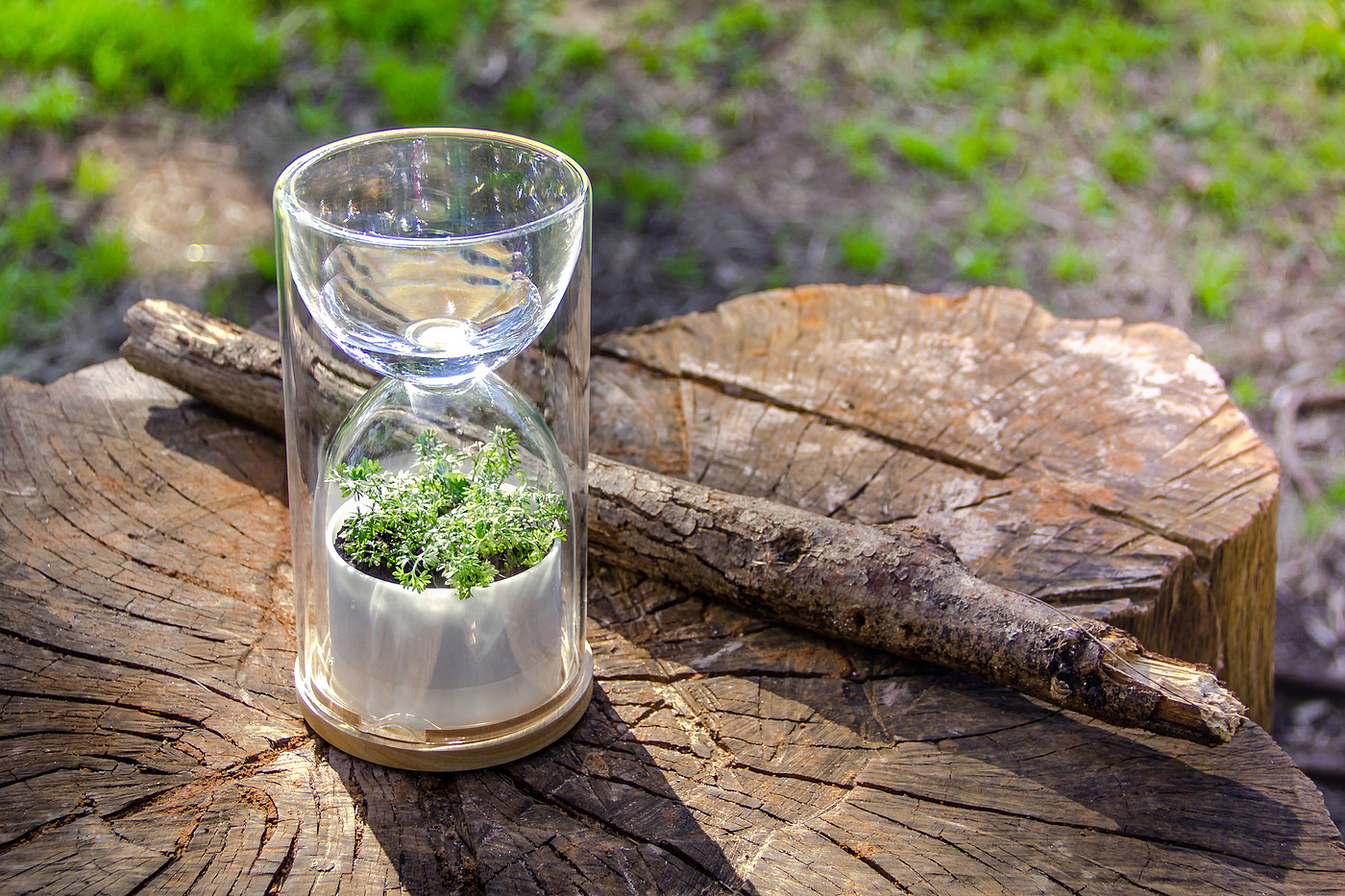 Desktop plants，photosynthesis，container，Potted plants，Botany，green，lives Glass，2013 red dot award，