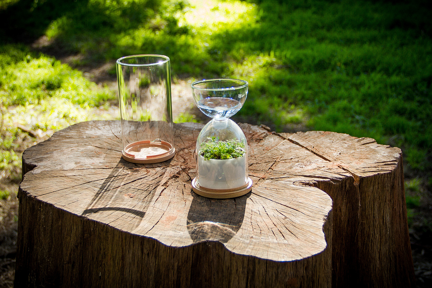 Desktop plants，photosynthesis，container，Potted plants，Botany，green，lives Glass，2013 red dot award，