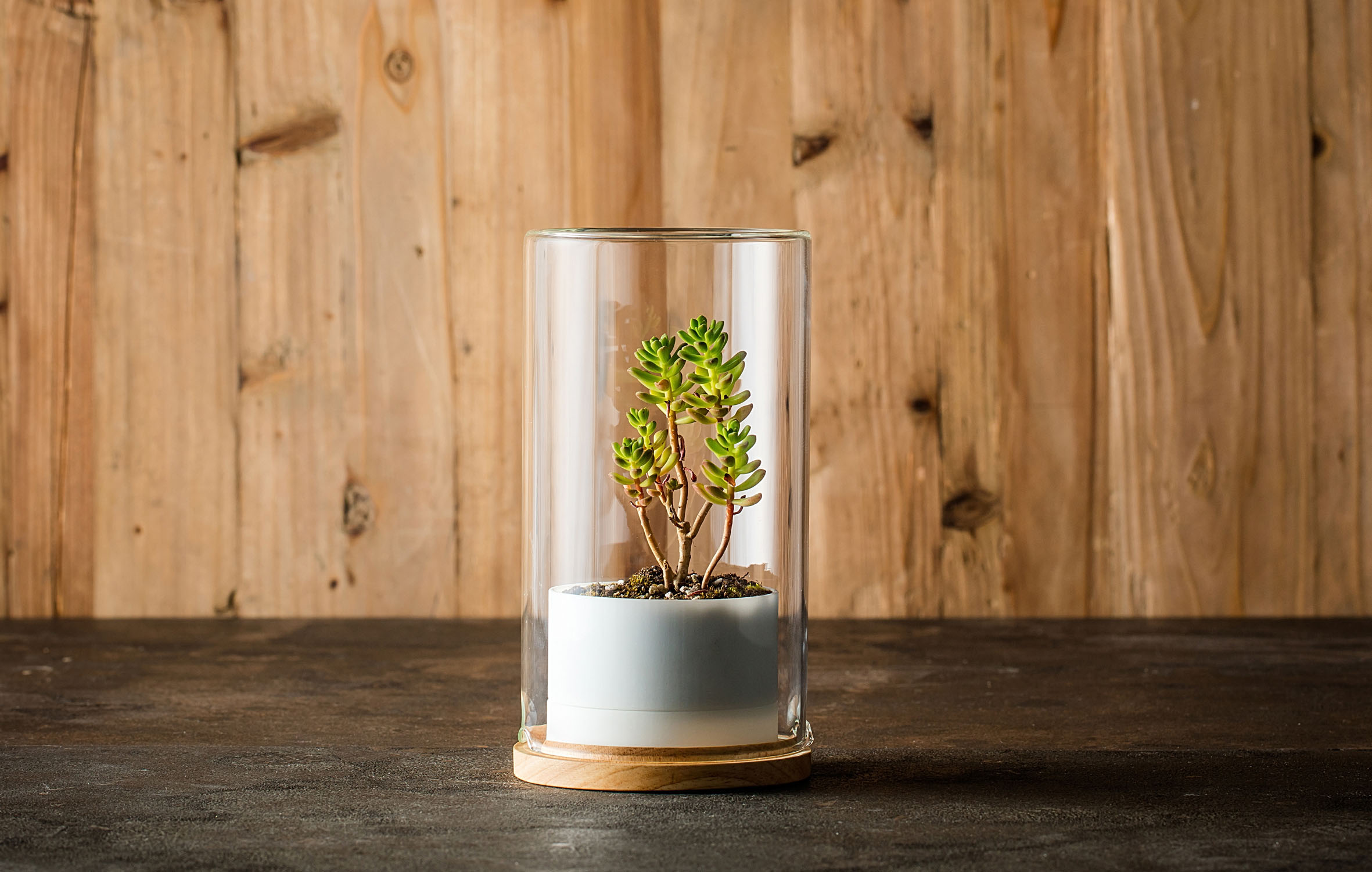 Desktop plants，photosynthesis，container，Potted plants，Botany，green，lives Glass，2013 red dot award，