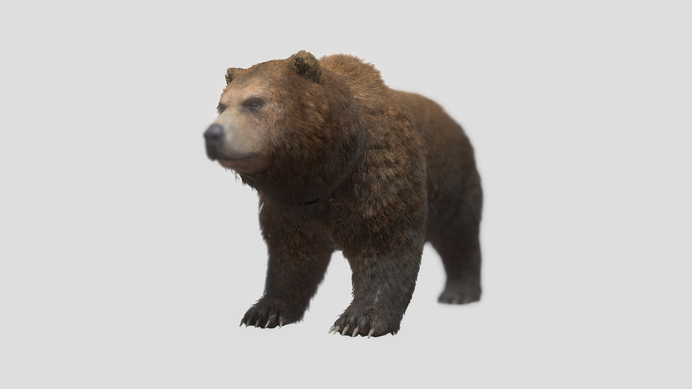 bear，animal，