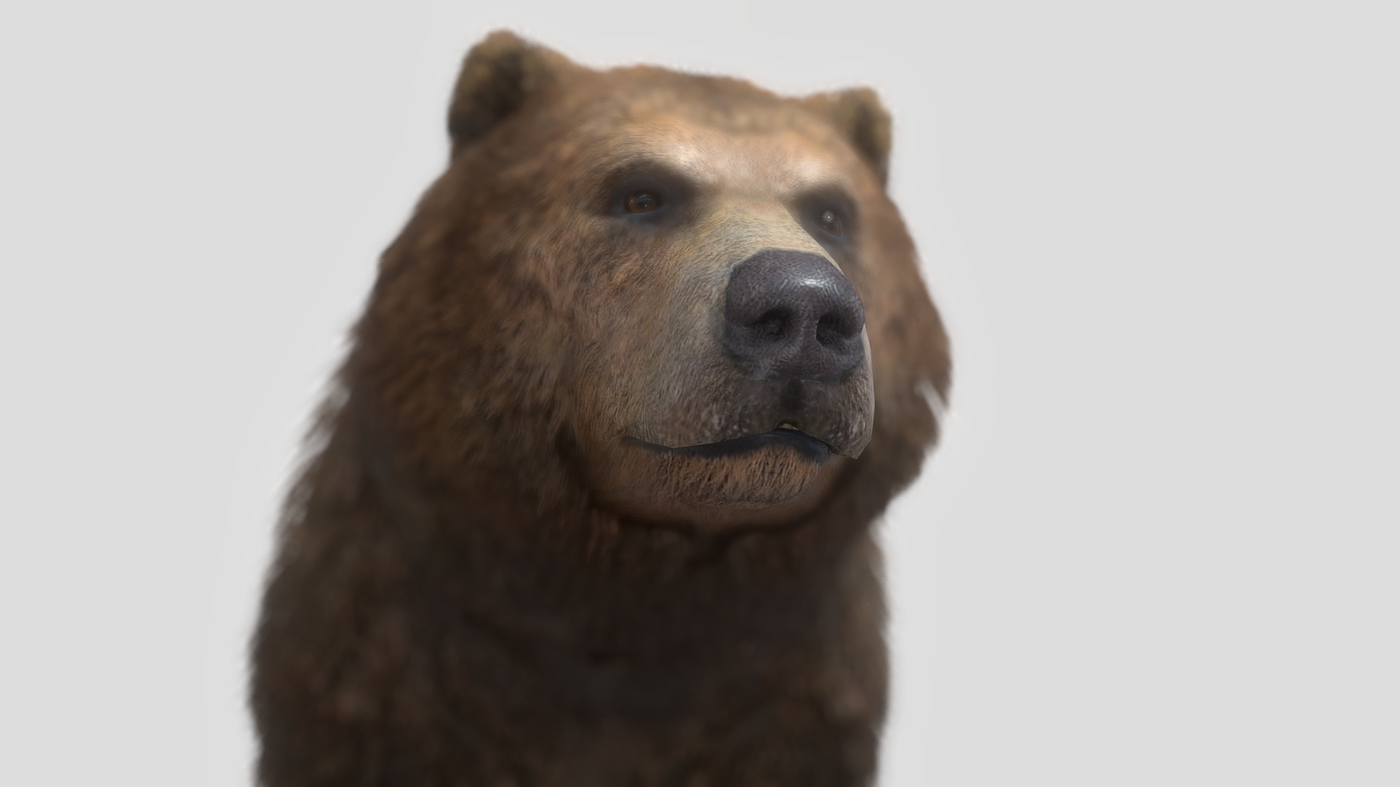 bear，animal，