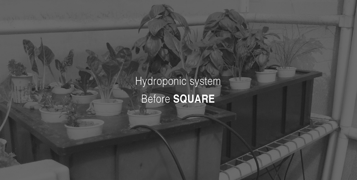 green，Vegetables，modularization，water，container，Dress up，