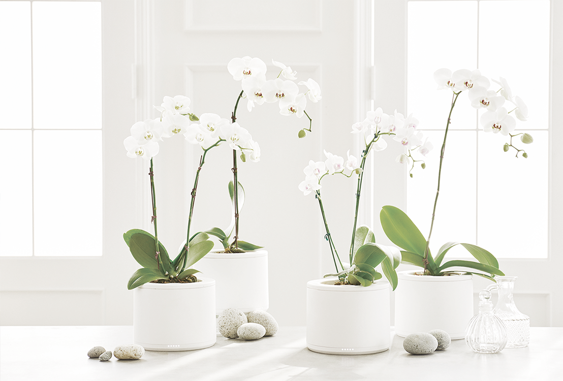 Botany，Flowerpot，monitor，intelligence，Green plant，