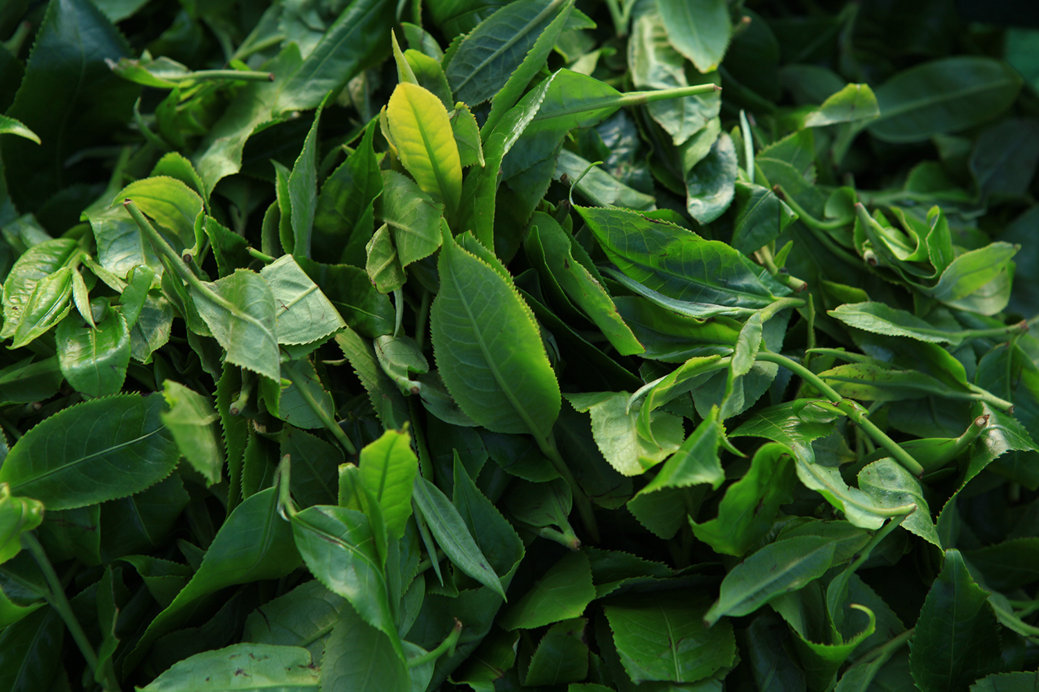 Cai Zhizhong，Tea gift box，Comic co branding，Why don't you have tea，