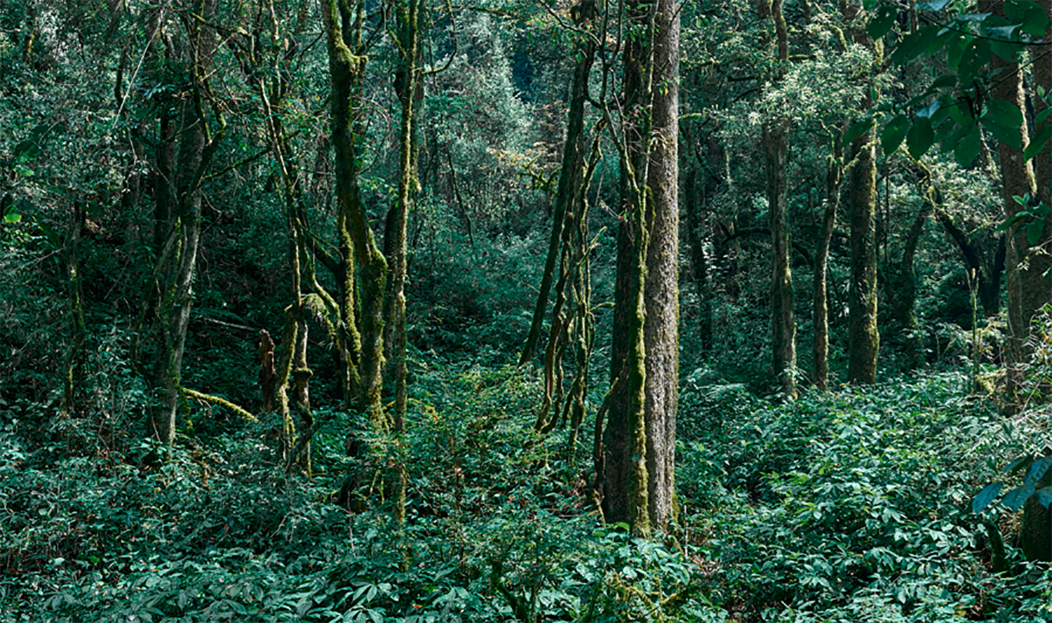 Cai Zhizhong，Tea gift box，Comic co branding，Why don't you have tea，