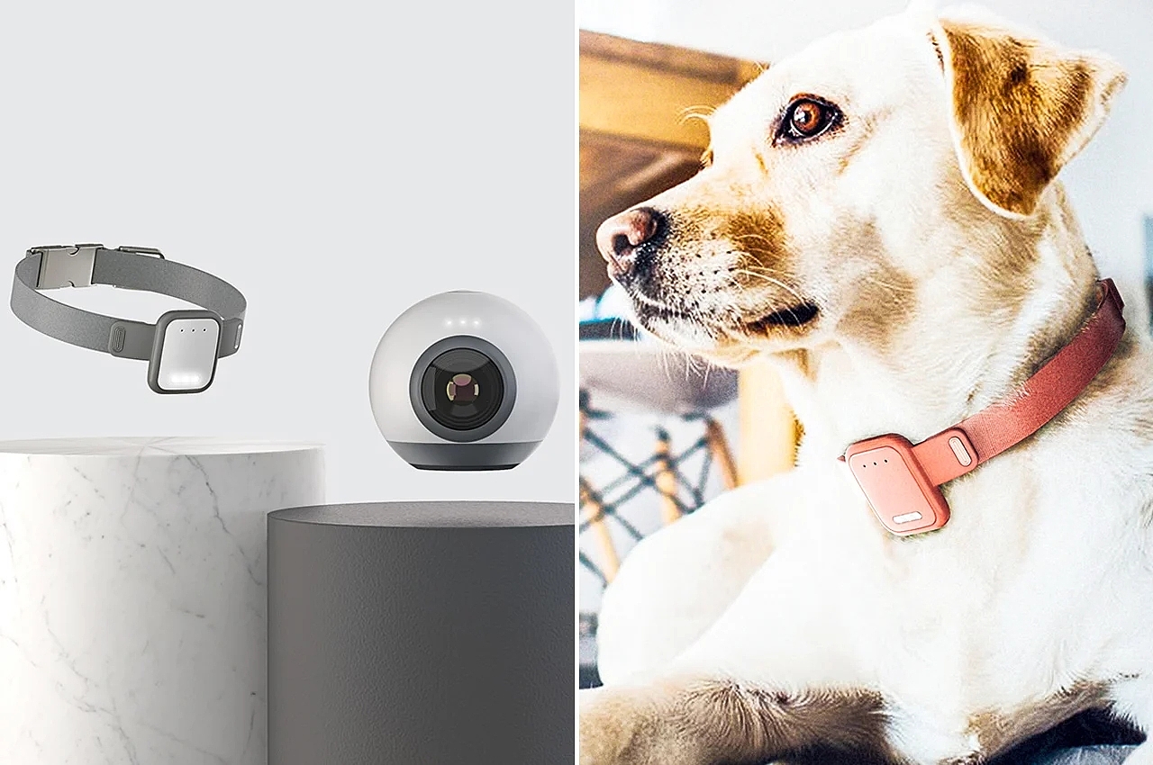 Pets，tool，intelligence，