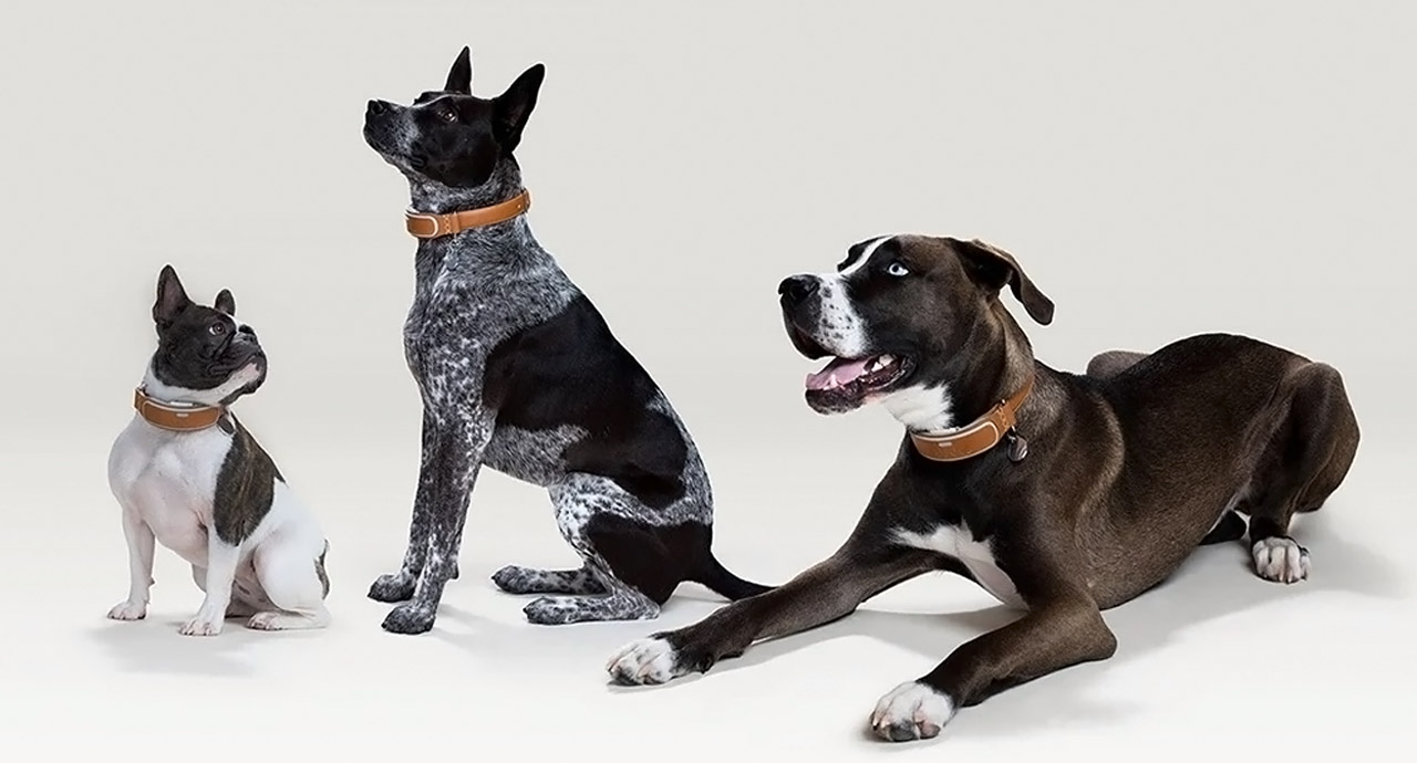 Pets，tool，intelligence，