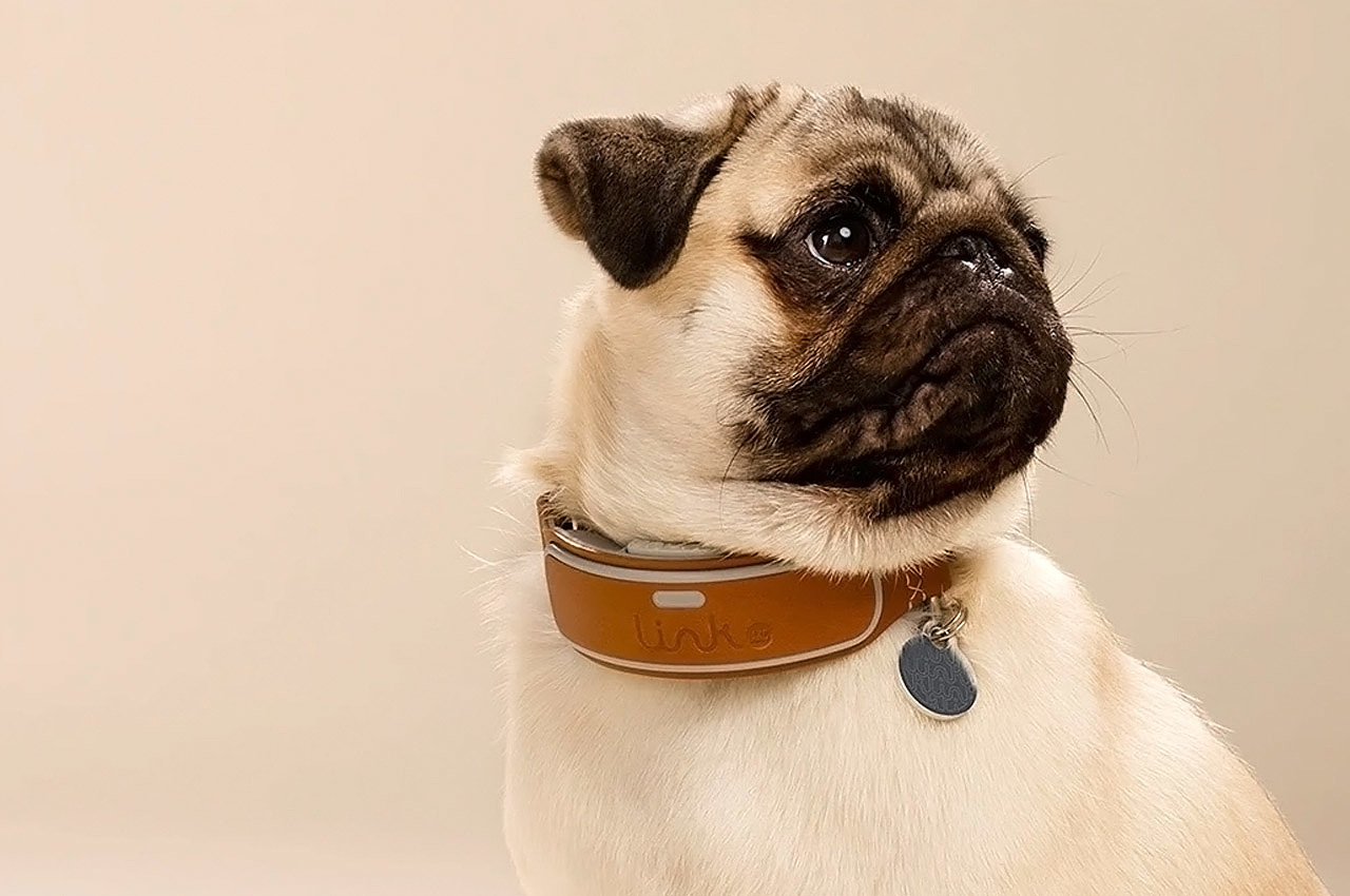 Pets，tool，intelligence，