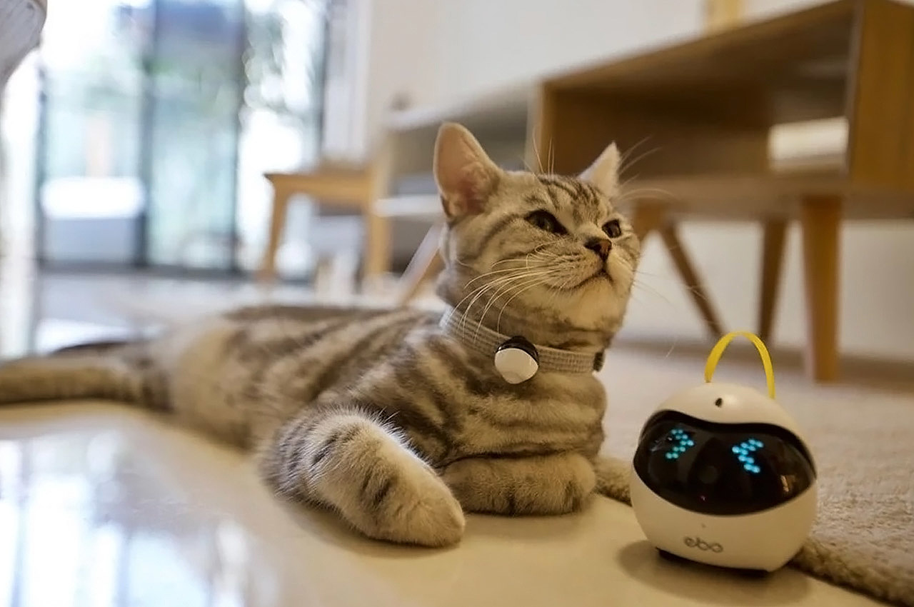 Pets，tool，intelligence，
