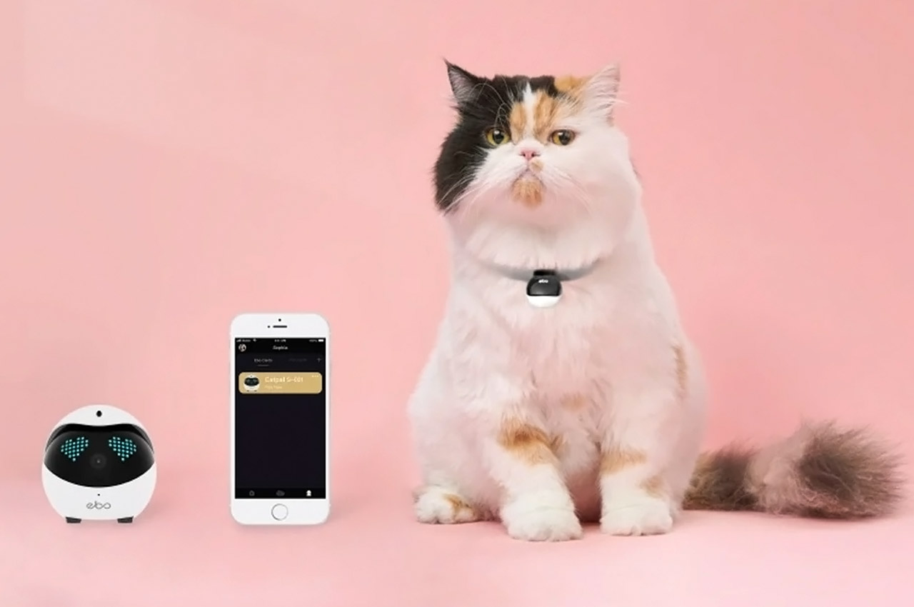 Pets，tool，intelligence，